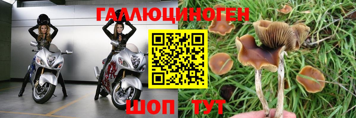 Псилоцибиновые грибы прущие грибы Тулун